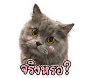 853621282