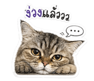 853621826