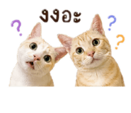 853625906