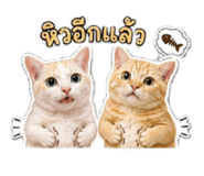853625915