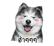 853628021