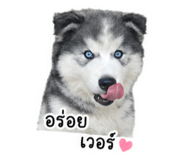 853628031