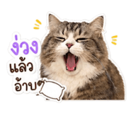 853631428