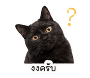 853633515