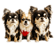 853636704