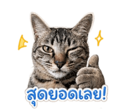 853637306