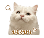 853641107