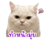 853641111