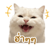853641115
