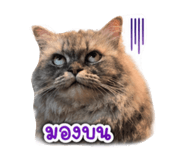 853644099