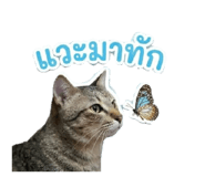 853646648