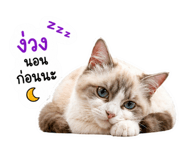 853648568