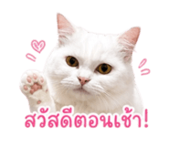 853650753