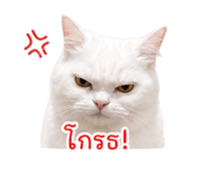 853650755