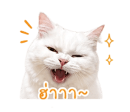 853650758