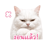 853650760