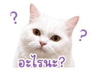 853650764