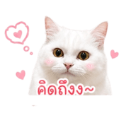 853650768