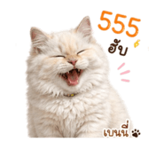 853653551