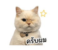 853653558