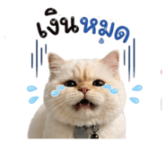 853653565