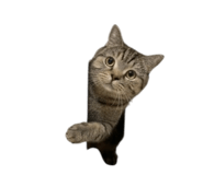 853656043