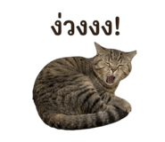853656044