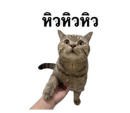853656051