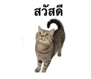 853656054