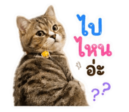 853657261
