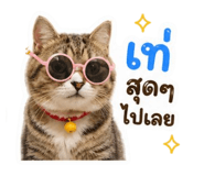 853657264