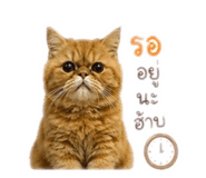 853657704