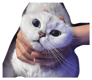 853664971