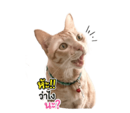 853665278