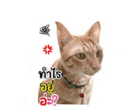 853665282