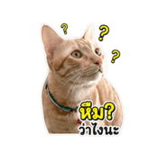 853665294