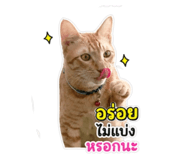 853665300