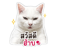 853671681