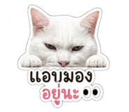 853671690