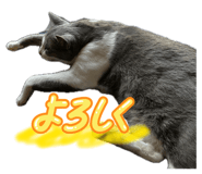 853676661
