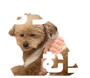 853779414