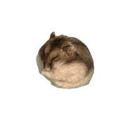 853812676