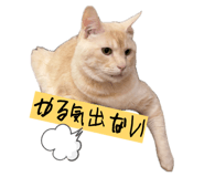 853890538