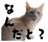 853890539