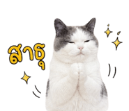 853891952