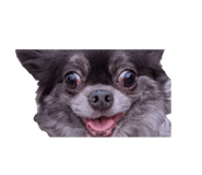 854047792