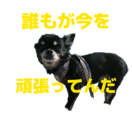 854047807