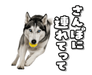 854079261