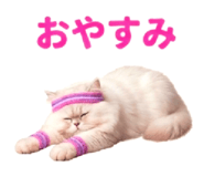 854105462