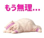 854105485